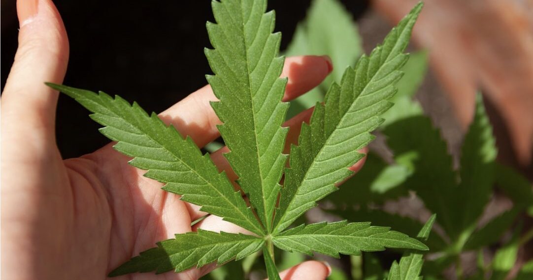 hoja de cannabis