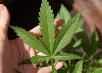 hoja de cannabis