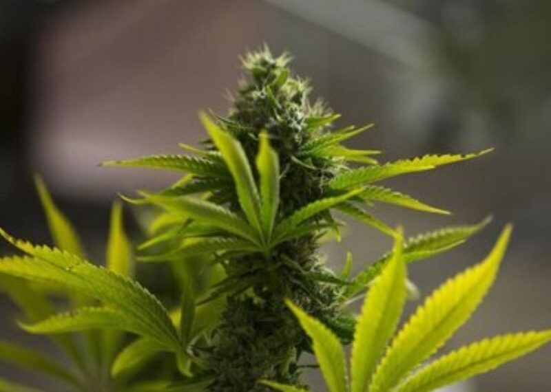 ¿El cannabis es bueno o malo? LA VERDAD