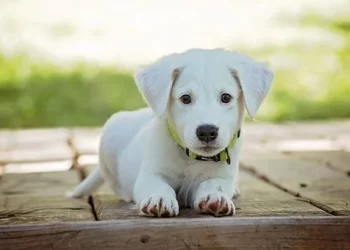 ¿Por qué mi perro se orina mientras duerme? y ¿Cómo puedo solucionarlo?