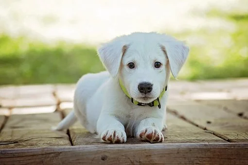 ¿Por qué mi perro se orina mientras duerme? y ¿Cómo puedo solucionarlo?