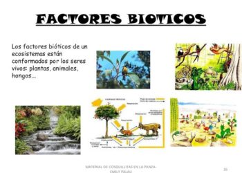 Factores Biológicos De Un Ecosistema