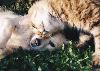 Perro y gato dandose cariño