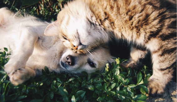 Perro y gato dandose cariño