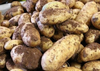 Cuánto pesa una arroba de papas