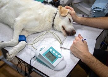 Un excelente portal de consulta para quienes buscan servicios veterinarios
