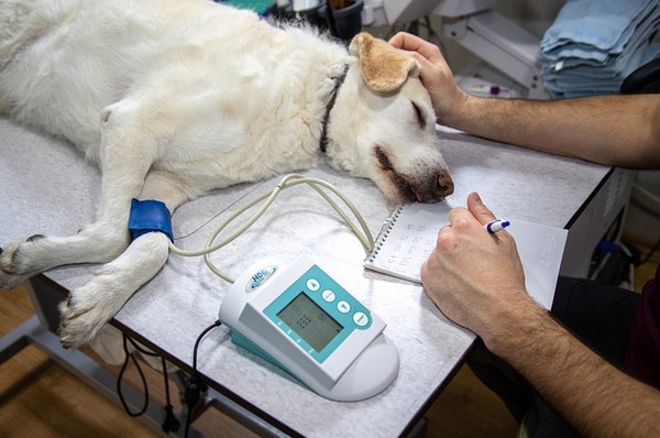 Un excelente portal de consulta para quienes buscan servicios veterinarios