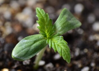 Brote de planta