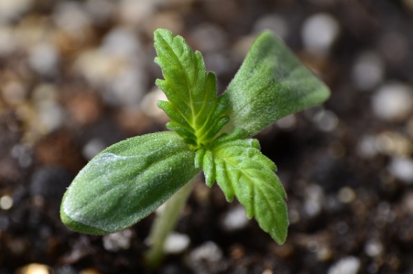 Brote de planta