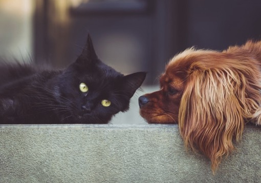 ¿Quieres una mascota y no sabes qué elegir? Conoce las mejores opciones