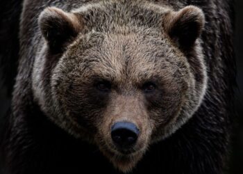 Cocaine Bear