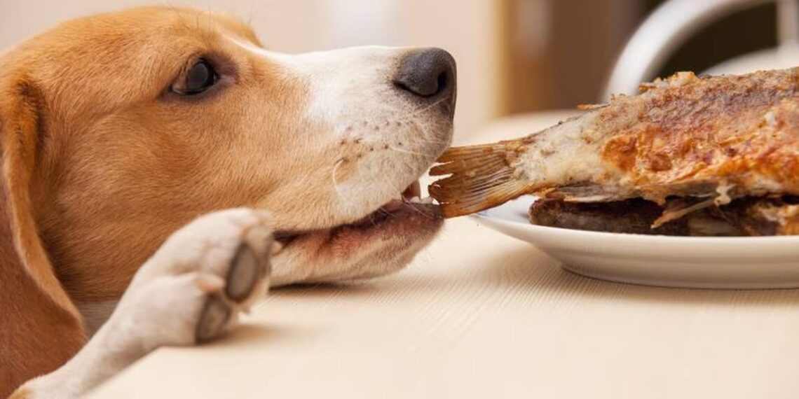 que debe comer el perro