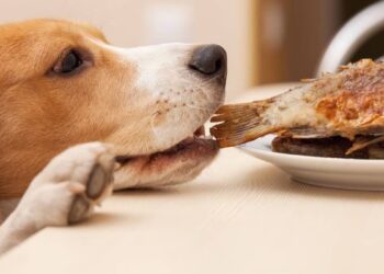 que debe comer el perro