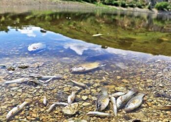 Como los metales pesados han contaminado el mar