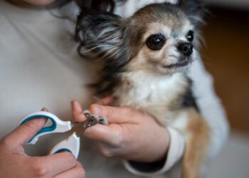 Los mejores cuidados para tu mascota