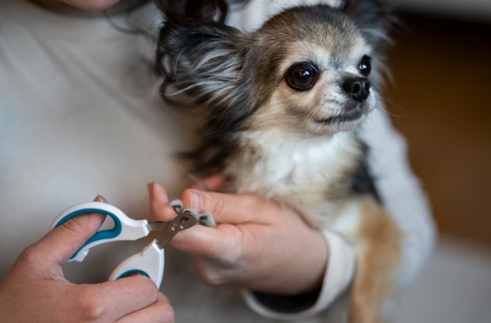 Los mejores cuidados para tu mascota