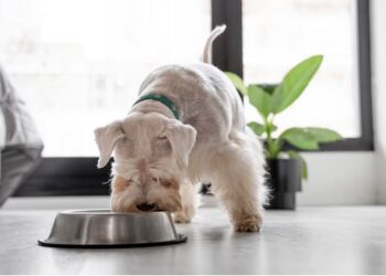 Alimentos que debes incluir en la dieta de tu perro