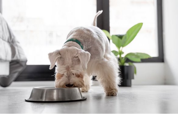 Alimentos que debes incluir en la dieta de tu perro