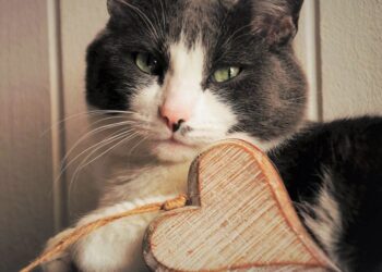 Día Internacional del Gato