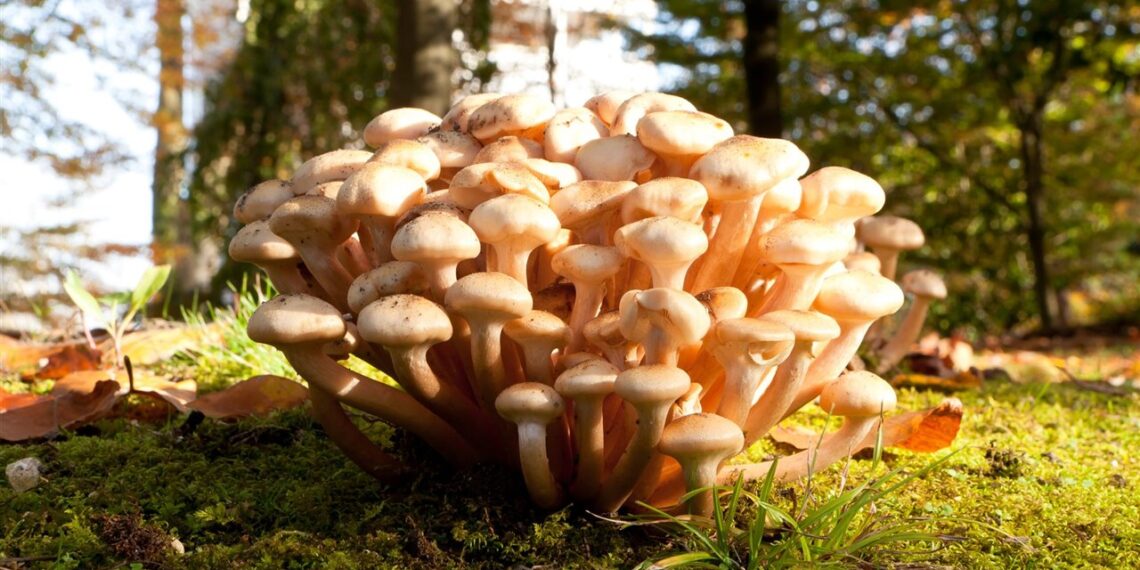 Los hongos y su importancia en los ecosistemas forestales