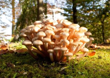 Los hongos y su importancia en los ecosistemas forestales