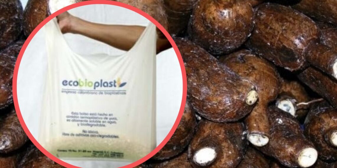 Producen plástico biodegradable mediante almidón de yuca
