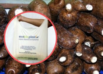 Producen plástico biodegradable mediante almidón de yuca