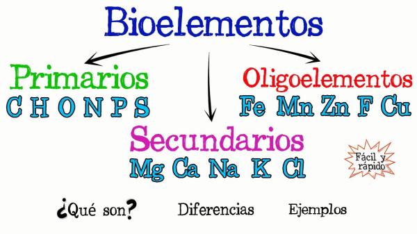 Bioelementos, pueden ser unicelulares o pluricelulares