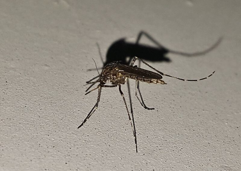 Virus del Nilo Occidental