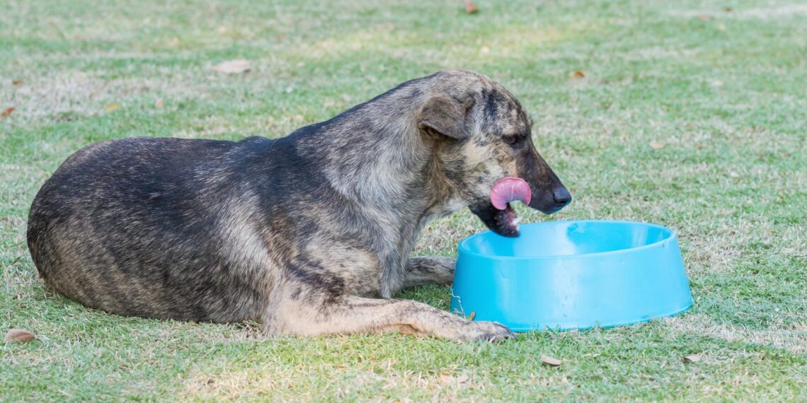Descubre cómo cuidar el pelo de tus perros y gatos siguiendo estas simples recomendaciones