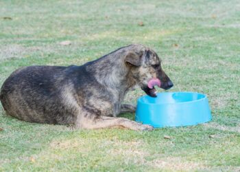 Descubre cómo cuidar el pelo de tus perros y gatos siguiendo estas simples recomendaciones