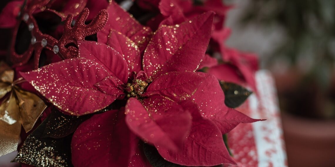 Flores navideñas que traerán alegría a cualquier hogar