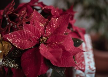 Flores navideñas que traerán alegría a cualquier hogar