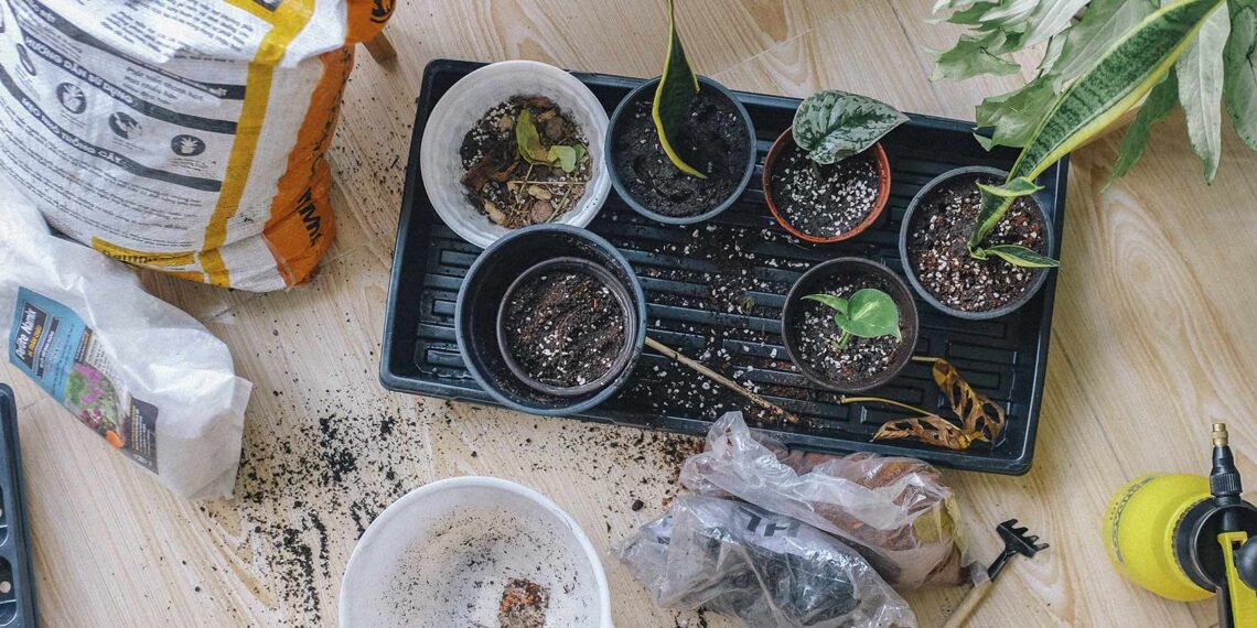 Cómo crear un jardín en casa: Guía para principiantes?