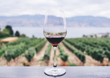 Del viñedo a la copa: El viaje del vino explicado paso a paso